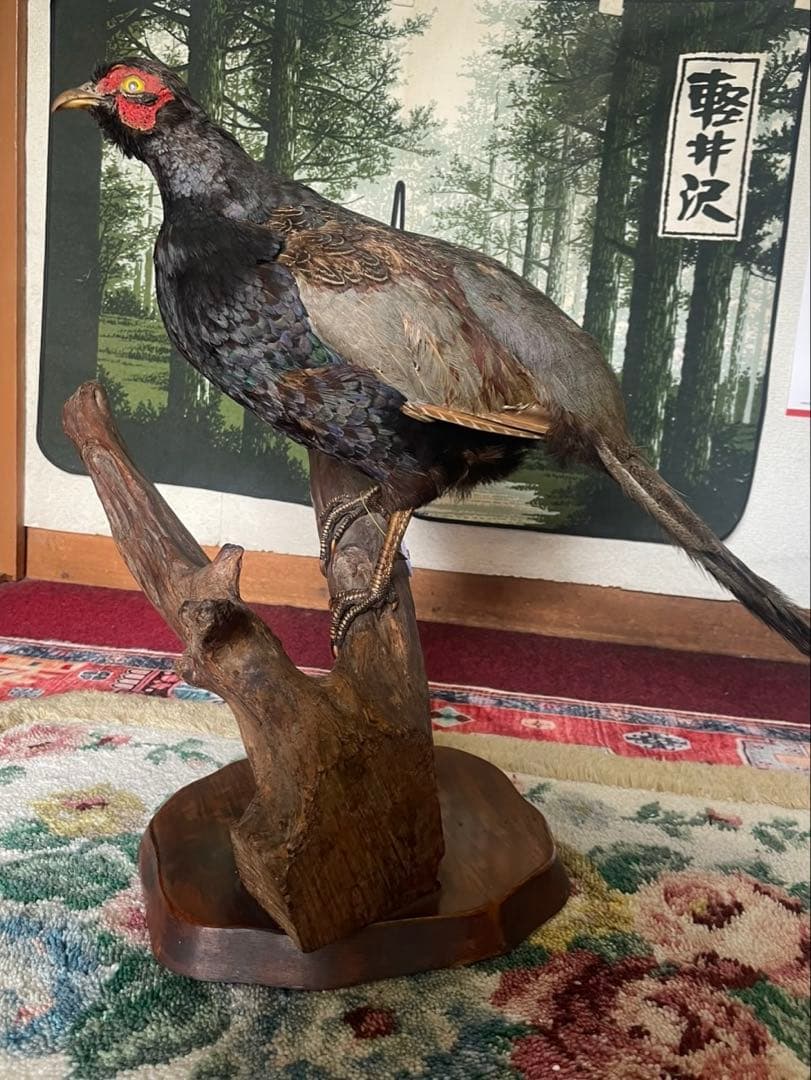 キジ　剥製 オス はくせい アンティーク　飾り　インテリア