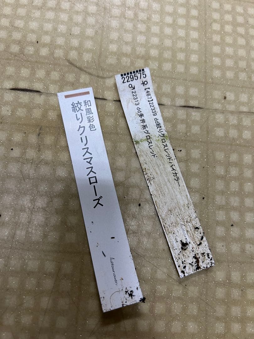 絞りクリスマスローズ 加藤農園 同梱可能