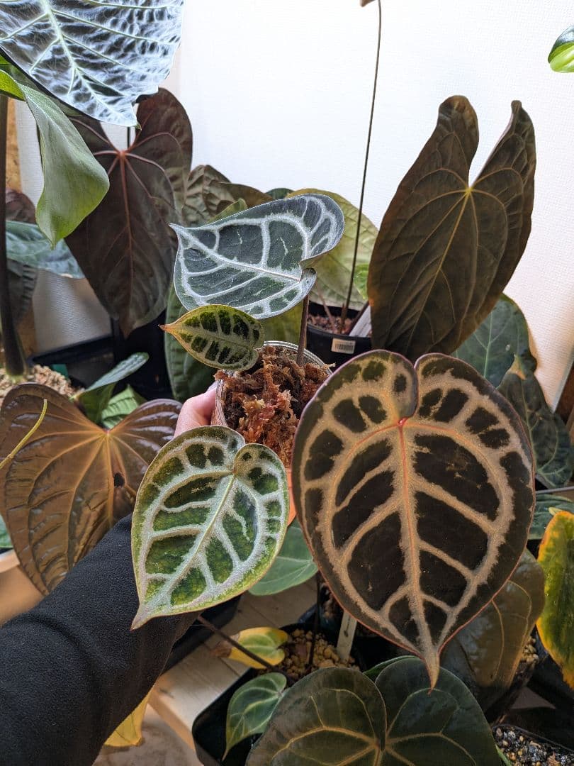 アンスリウム レッドタイガー