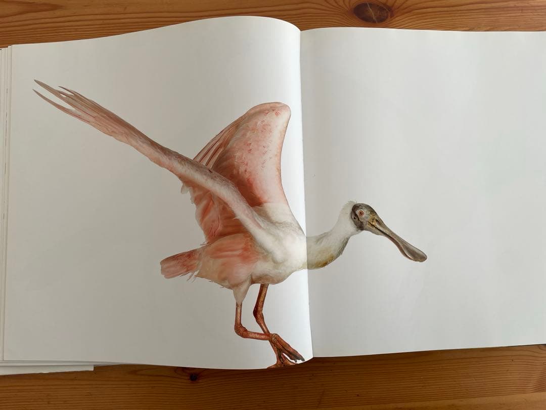 Bird / Andrew Zuckerman 大型本