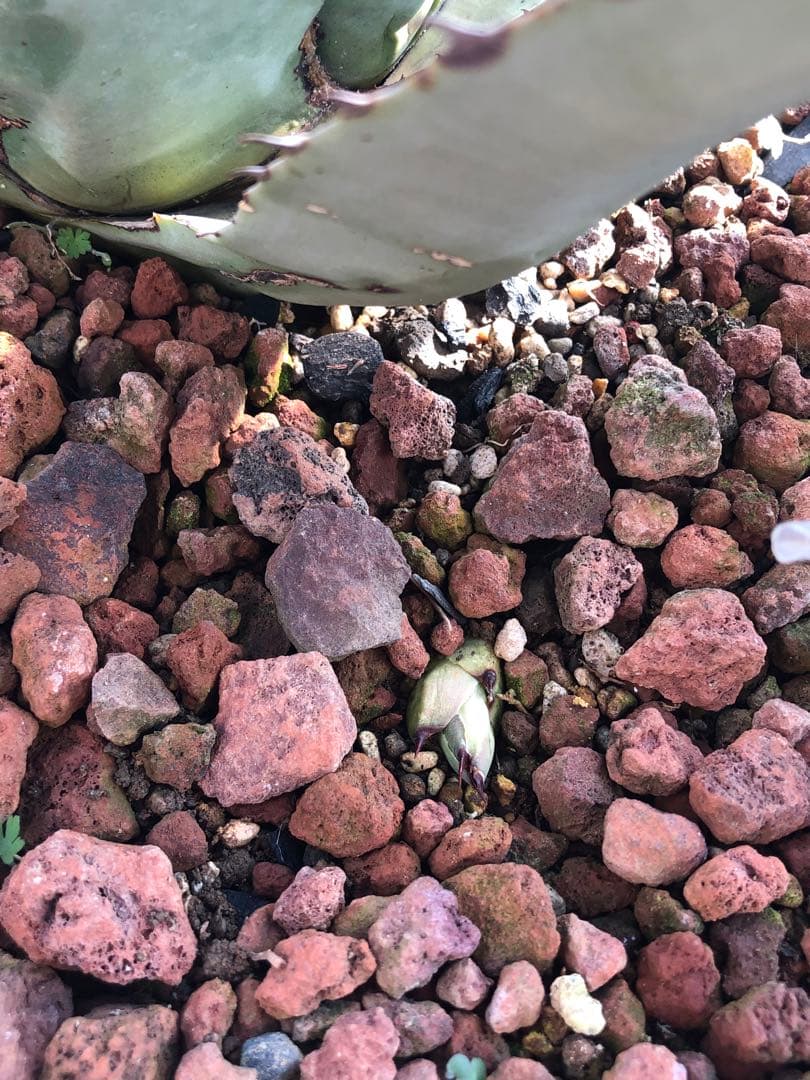 アガベ　トランカータ×ネオメキシカーナ　ハイブリッド　パリー