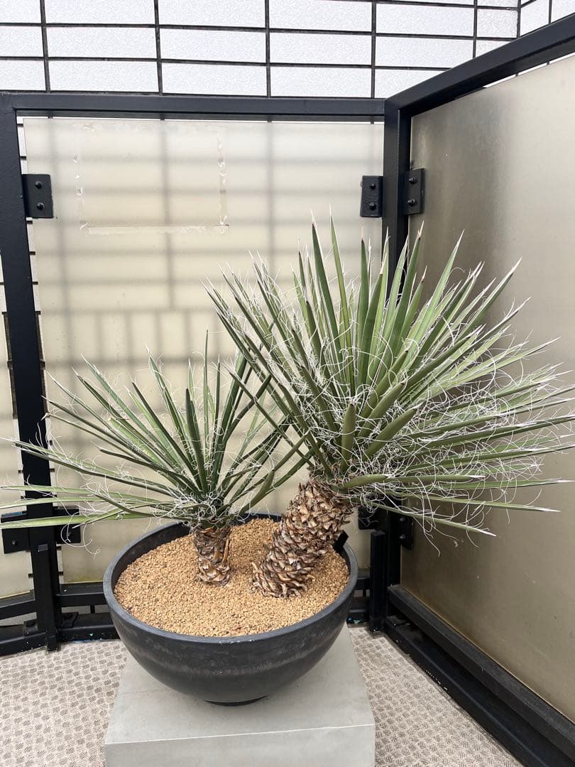 ユッカ フィリフェラ　2分頭　ダブルヘッド