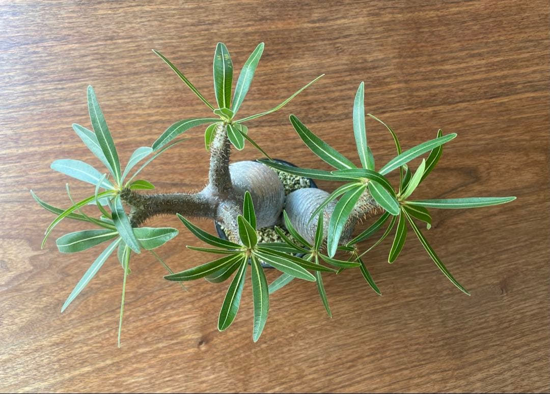 パキポディウムグラキリス　ダブルヘッド　希少株