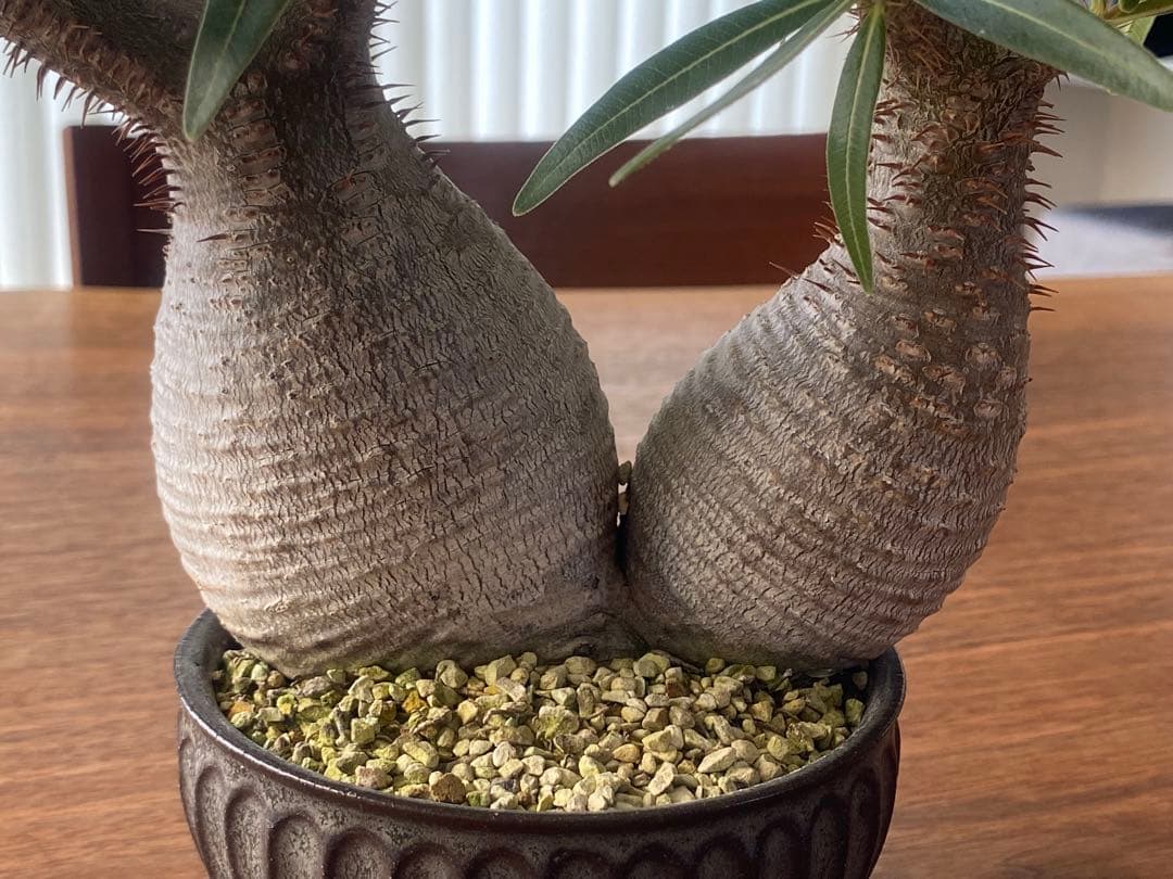 パキポディウムグラキリス　ダブルヘッド　希少株