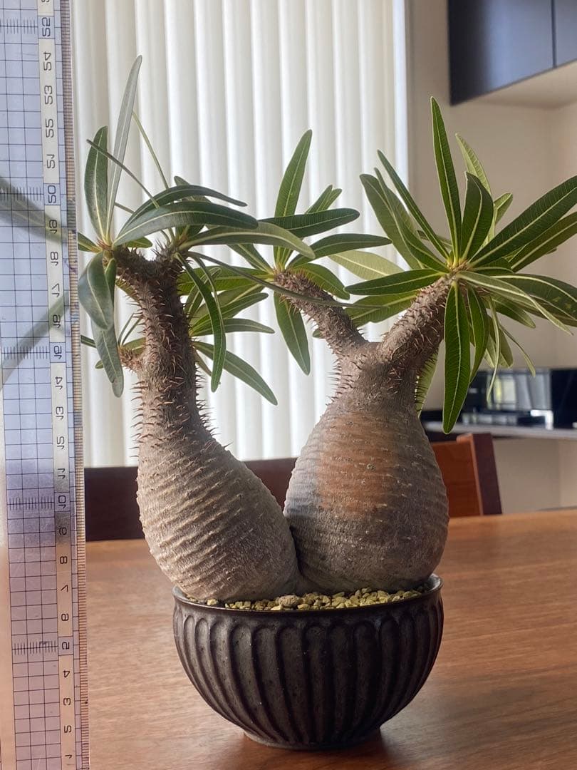 パキポディウムグラキリス　ダブルヘッド　希少株