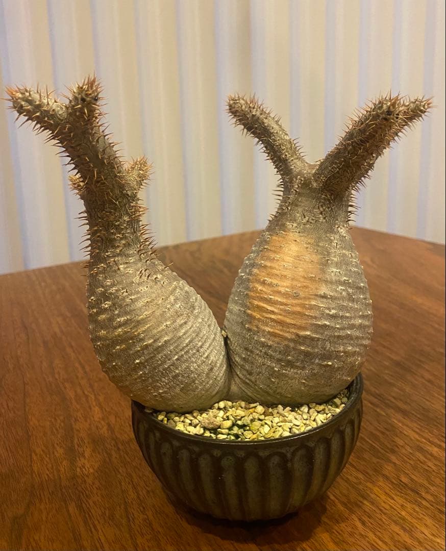 パキポディウムグラキリス　ダブルヘッド　希少株