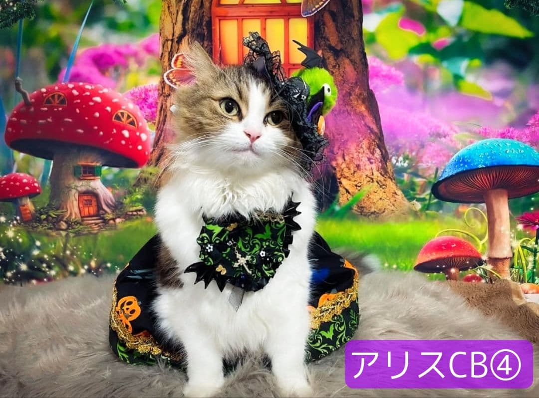 背景布夏BA②　キッズ、ペット、7,8月撮影用フォトブース　サーフィン　ピンク