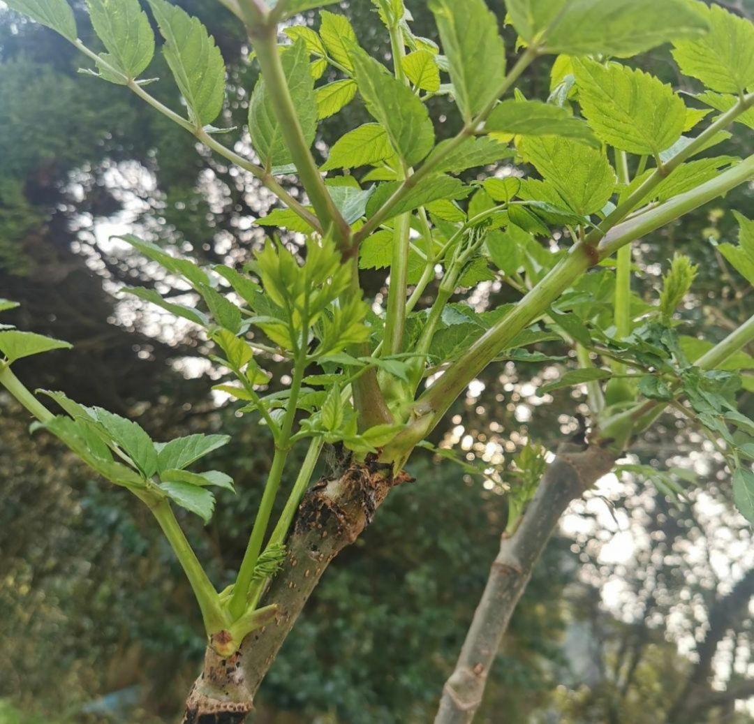 ※超超特盛大量割引※最後まで読むとプレゼント　熊本県阿蘇産棘なしタラの根800本