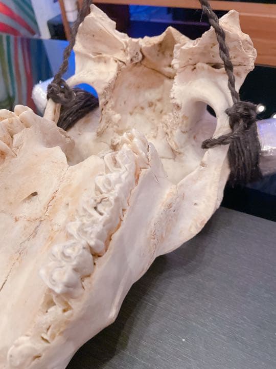 ハンティングトロフィー 【バッファロー】 【新品】