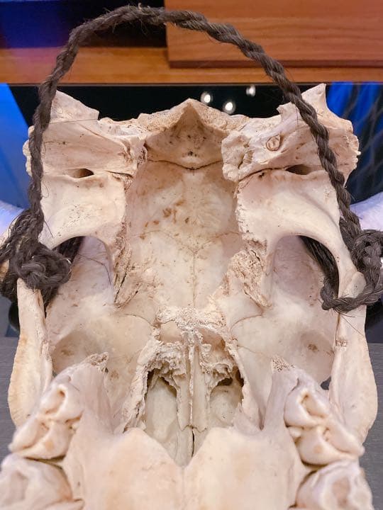 ハンティングトロフィー 【バッファロー】 【新品】