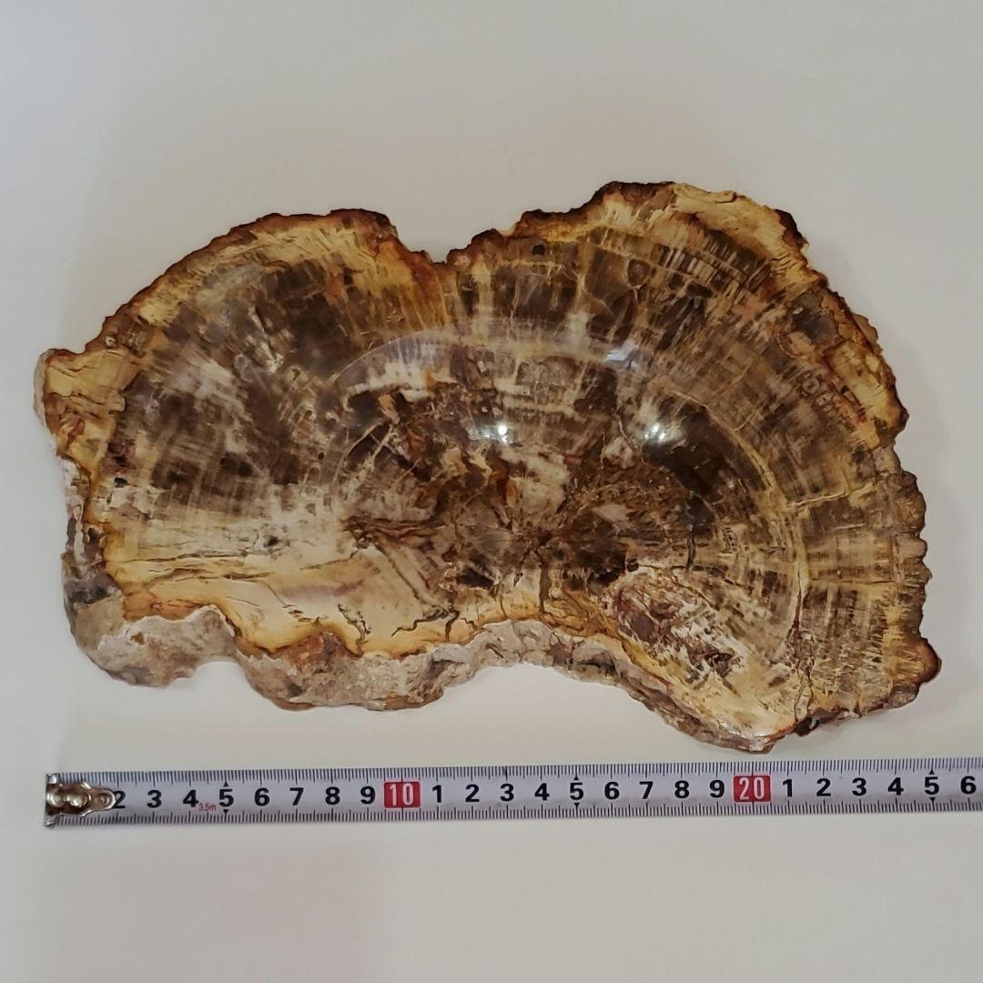 ブラジル産 珪化木 天然石 古生代末期ペルム紀 原石 植物 化石