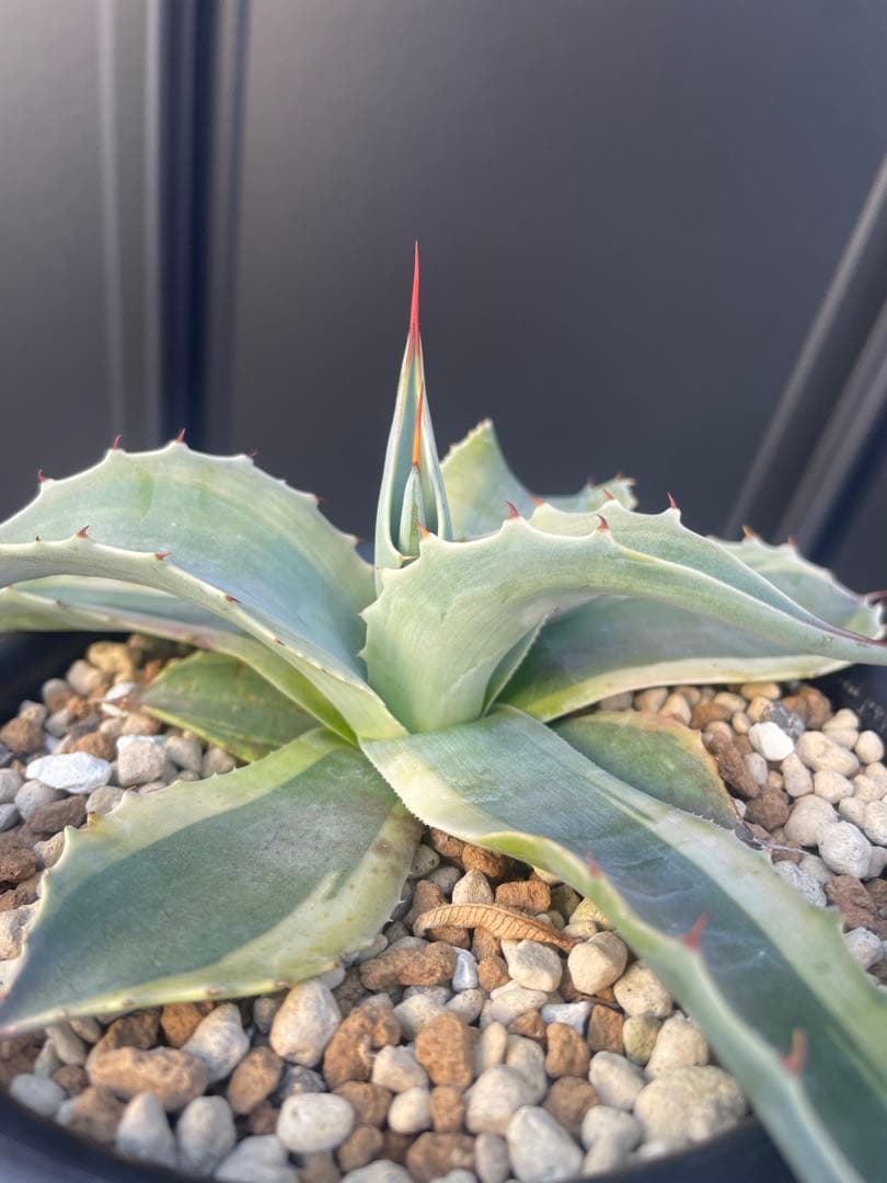 アガベ　オバティフォリア　オルカ　鉢のままメルカリ便発送