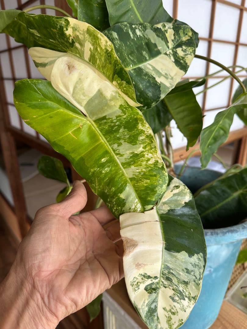 Philodendron Burle Marx Var フィロデンドロン斑入り