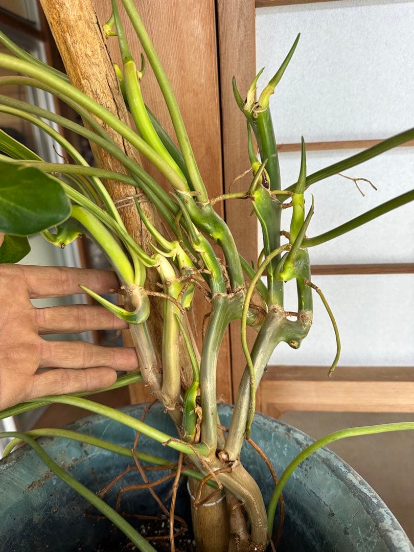 Philodendron Burle Marx Var フィロデンドロン斑入り