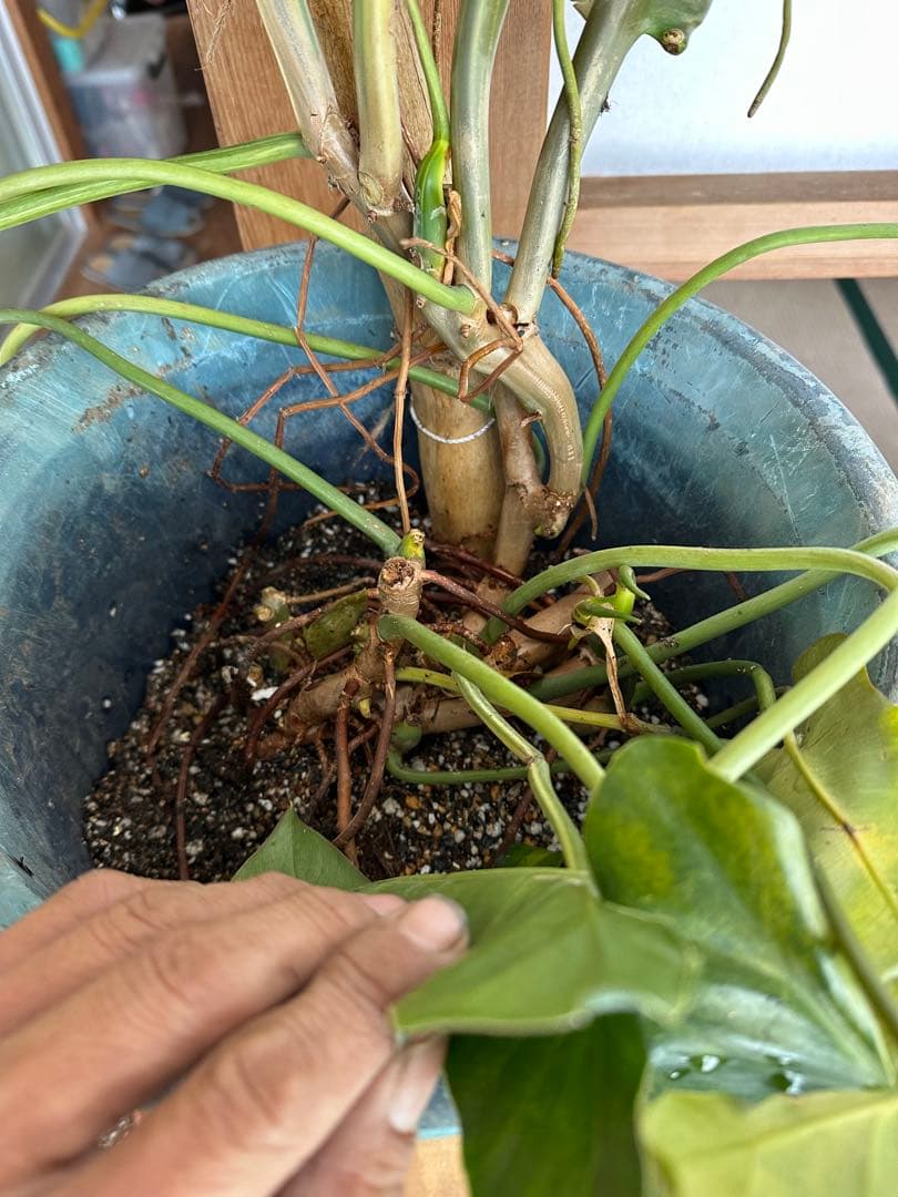 Philodendron Burle Marx Var フィロデンドロン斑入り