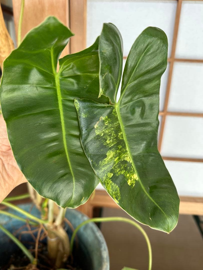 Philodendron Burle Marx Var フィロデンドロン斑入り