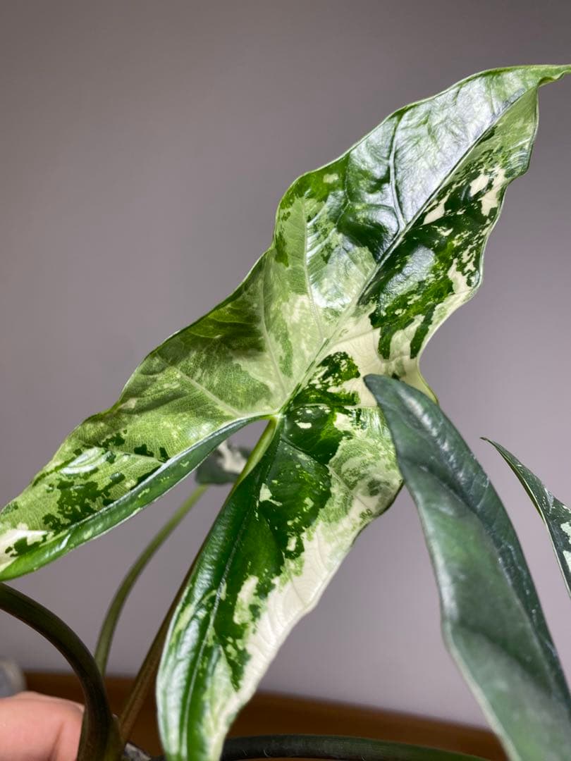 【超希少‼️美株✨】アロカシア　シンポ　アルボ　斑入り　白斑　レア　人気メルカリ便