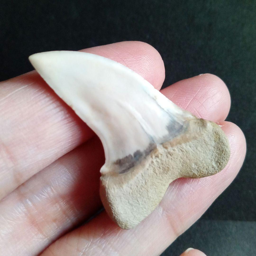 サメの歯化石　ホホジロザメ「フックホワイト」約43mm　極美麗　希少種