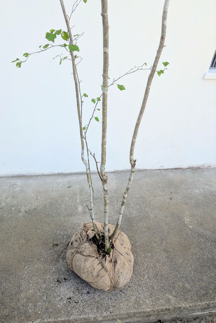 超逸品！山採りアオハダ。