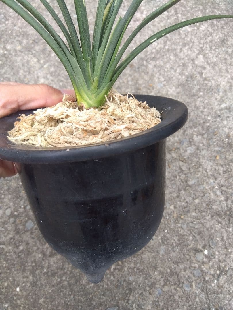万年青　おもと　関白　斑入り　4号陶器鉢つき　⑥