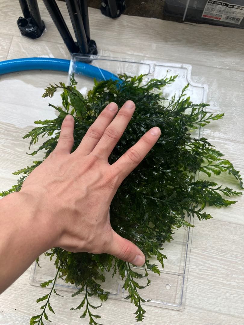 水草 ボルビティス