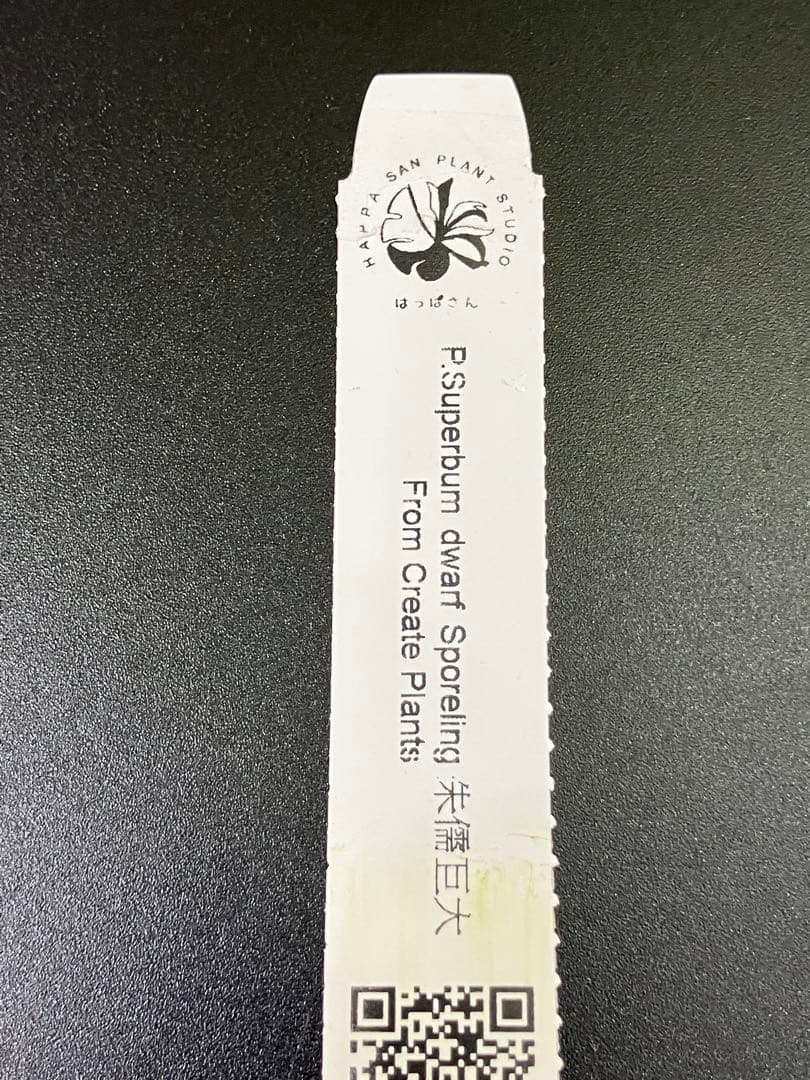 P.Superbum dwarf sporeling （葉っぱさん）