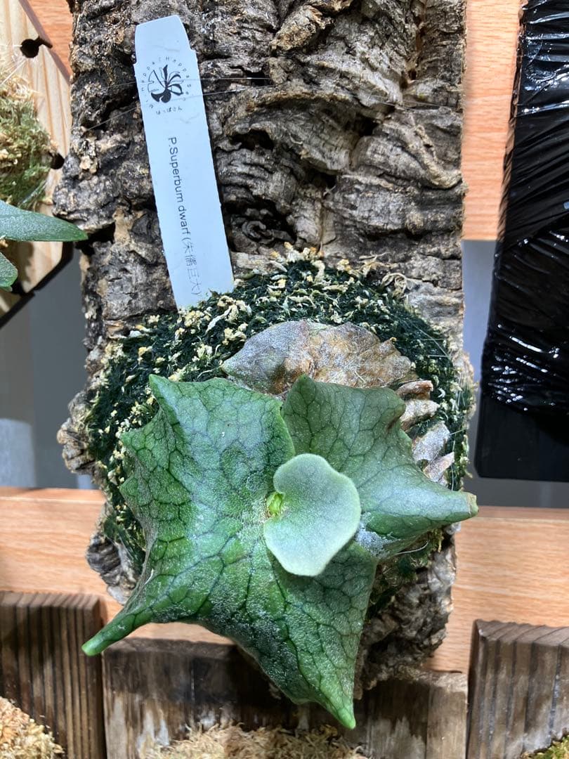 P.Superbum dwarf sporeling （葉っぱさん）