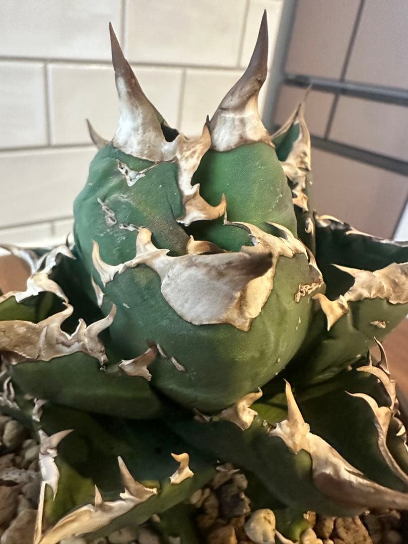 アガベ　ホワイトファイヤー　中株