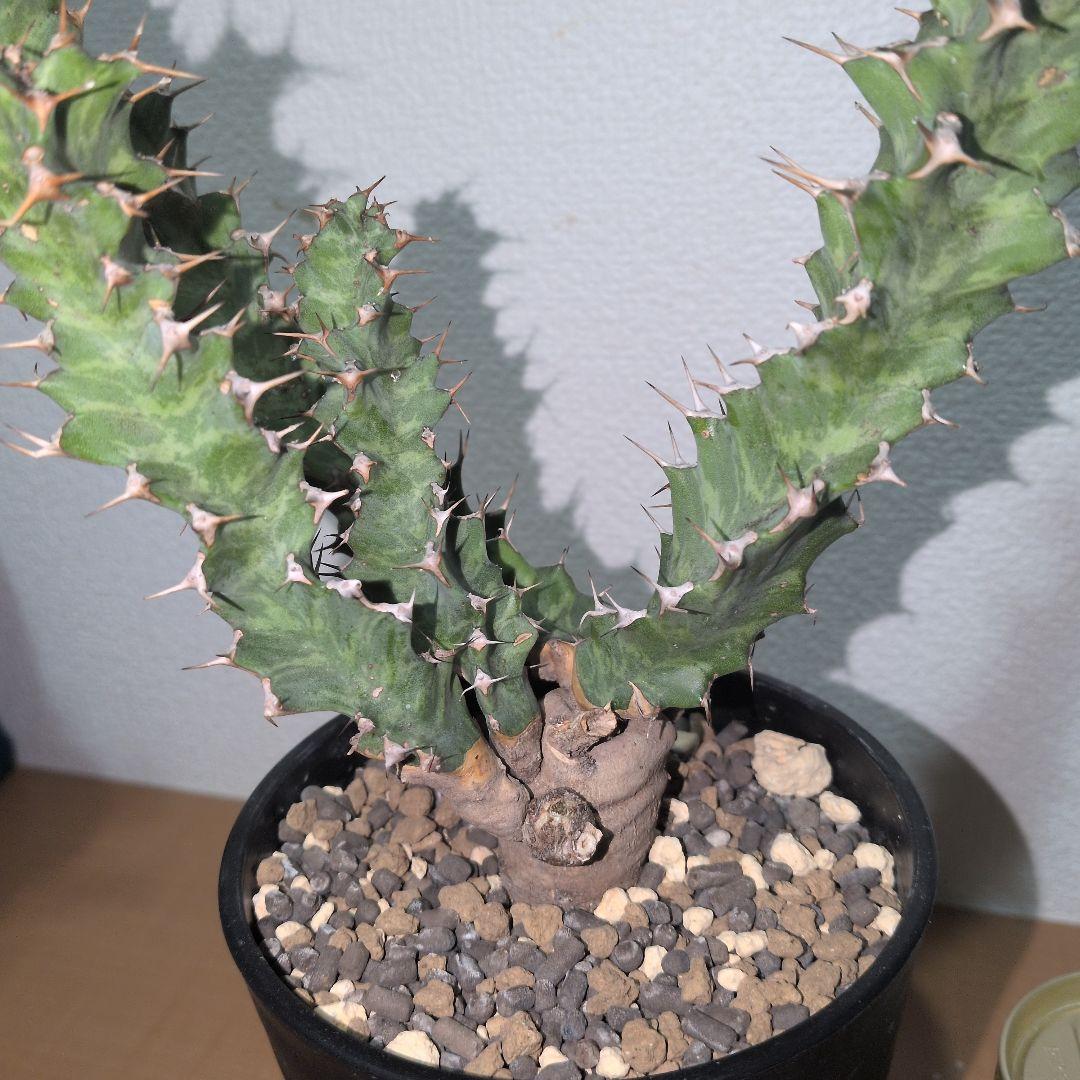 ユーフォルビア　クラビゲラ　大株 実生（鉢付き)