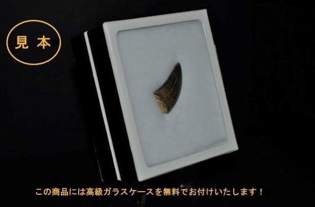 超希少・博物館級！デイノニクスの鉤爪と歯の化石　値段交渉可能