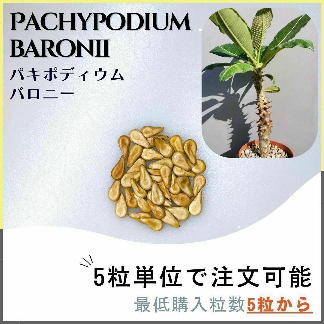 【あるむ】