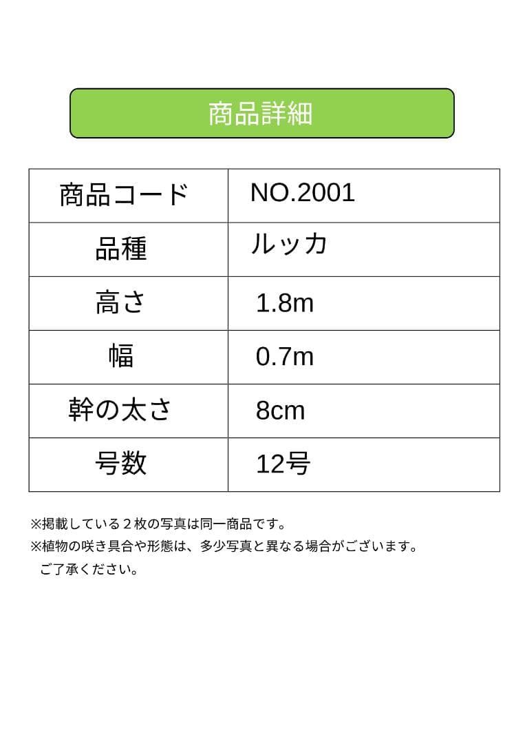 オリーブの木　ルッカ　約180cm　NO.2001　大型　人気品種　現品掲載