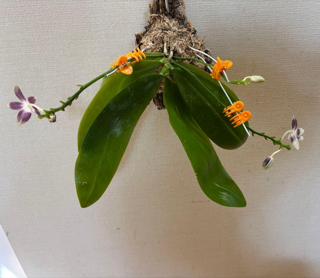 【開花優秀株=開花終了価格変更】胡蝶蘭原種　テトラピスコブラ’ウィルソン712’