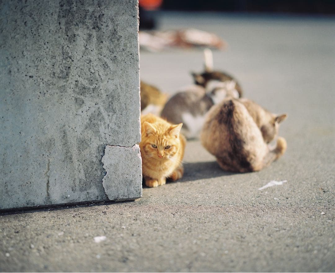 PENTAX 67 TTL(グリップ有) &SMC 6x7 105mm F2.4