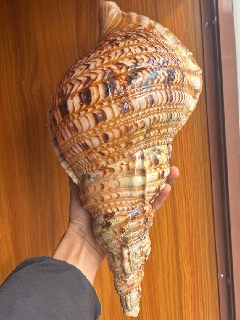 法螺貝　直線38.5cm (元々41.5cm)