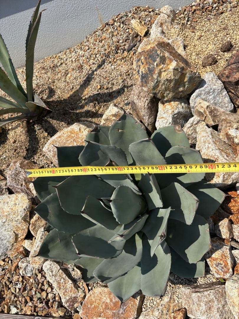 50センチ アガベ パリー トランカータ 吉祥天