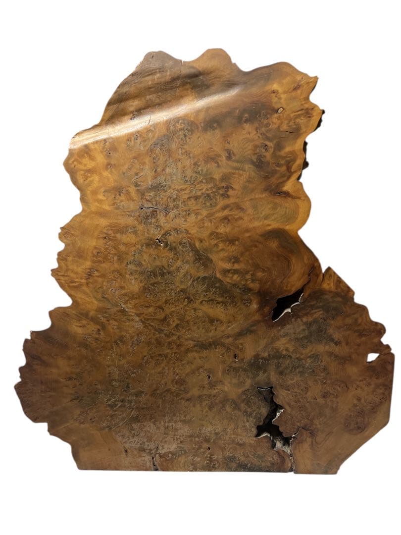 和室 店舗 ディスプレイ 縁起物 巨大 瘤の置物 コブ 自然木 アートオブジェ