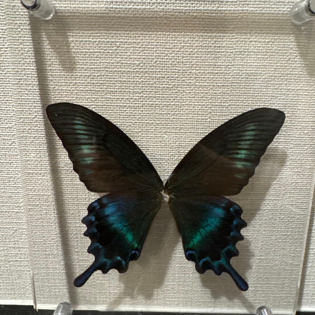 蝶の標本14匹セット