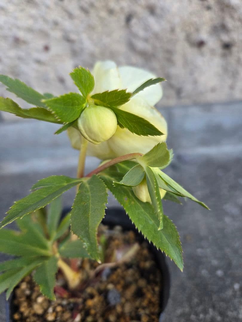 クリスマスローズ 　かぐや姫