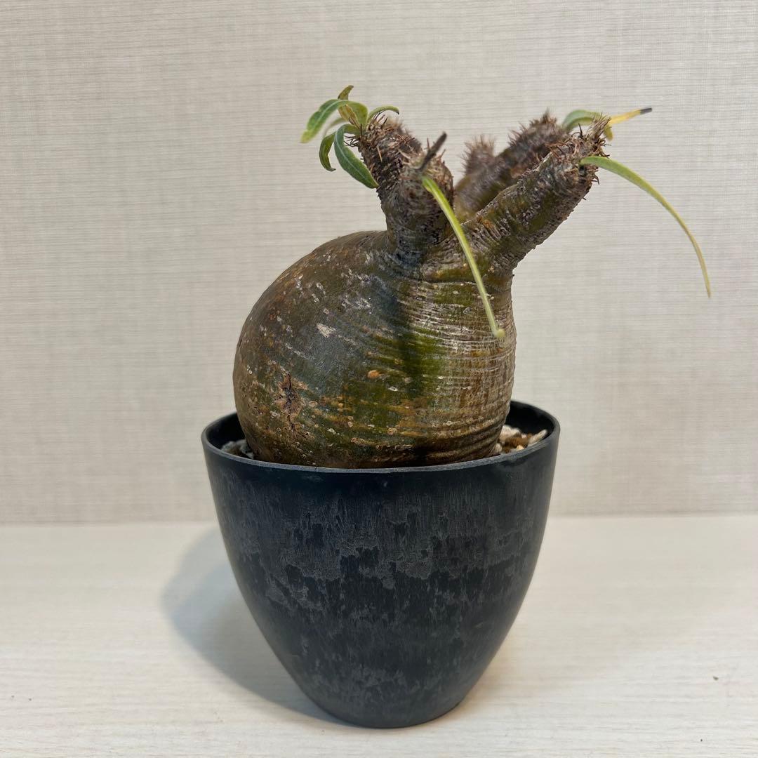 【美株・低重心】パキポディウム・グラキリス　現地球　発根済み