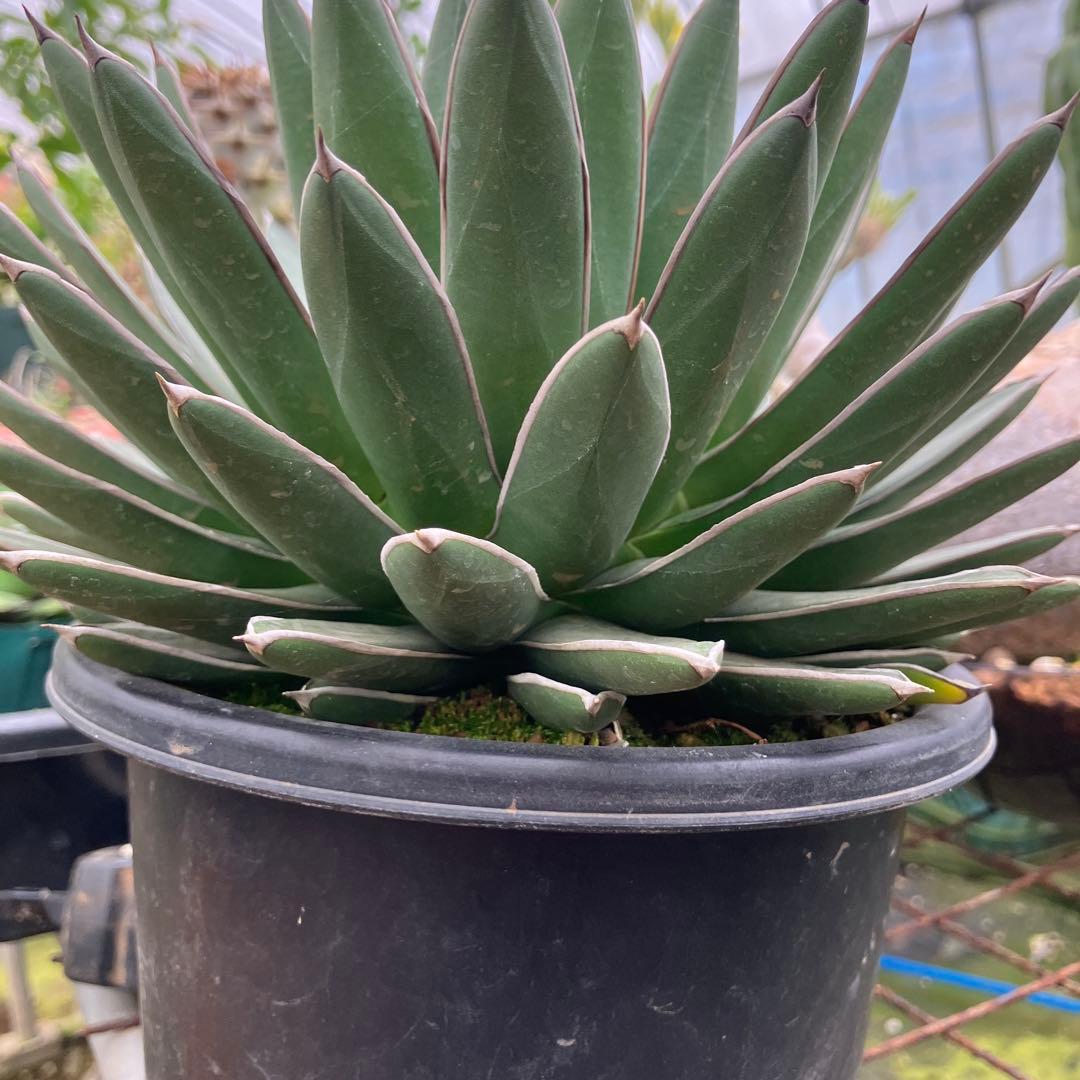 キャス アガベ 雪嶺 笹の雪B型セット