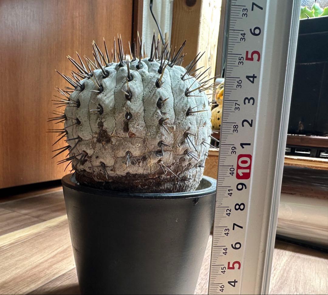 たかちゃん コピアポア　コルムナアルバ　弧竜丸　発根済み