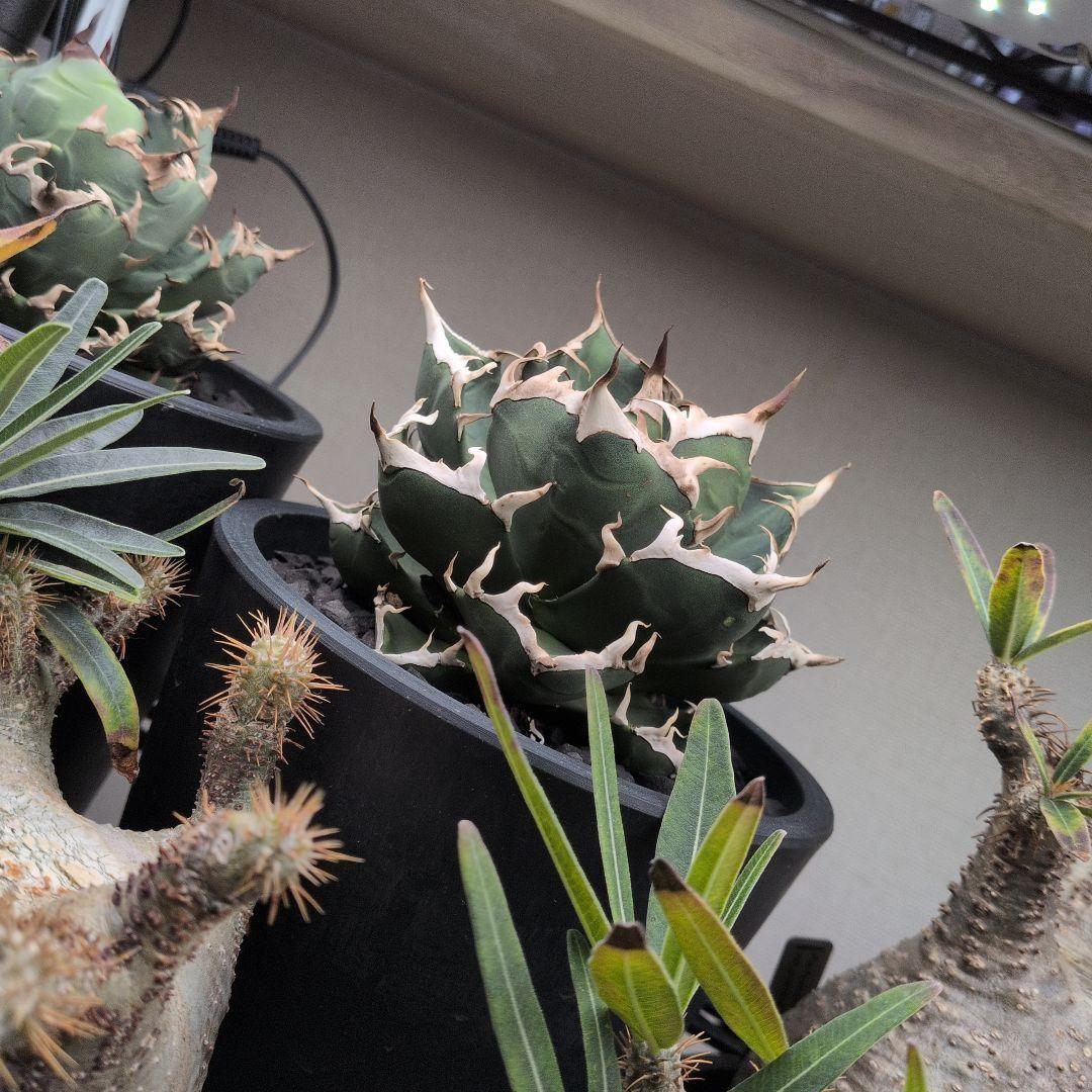 No1〜4【10/15出品取止】アガベ・チタノタ　白鯨　他4株セット