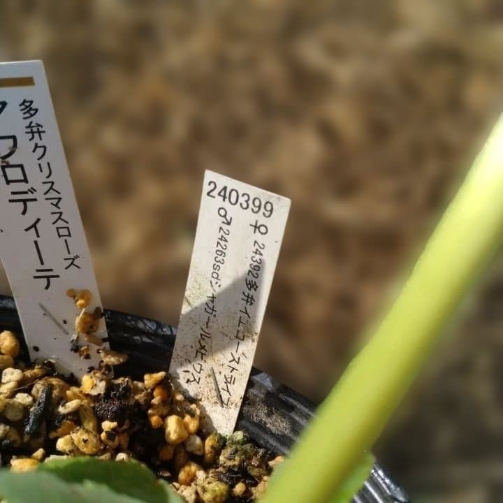 加藤農園。クリーム色と紫の縁取りの花アフロディーテ多弁系No13八重咲き。