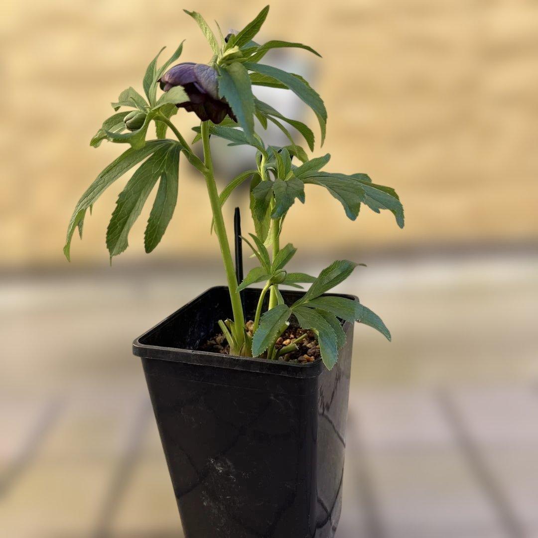 ウインターシンフォニー　小輪グリーンバイカラーDDクリスマスローズ　開花株