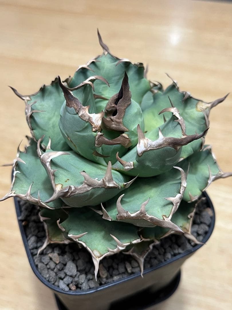 アガベ　チタノタ　姫厳龍　親株サイズ
