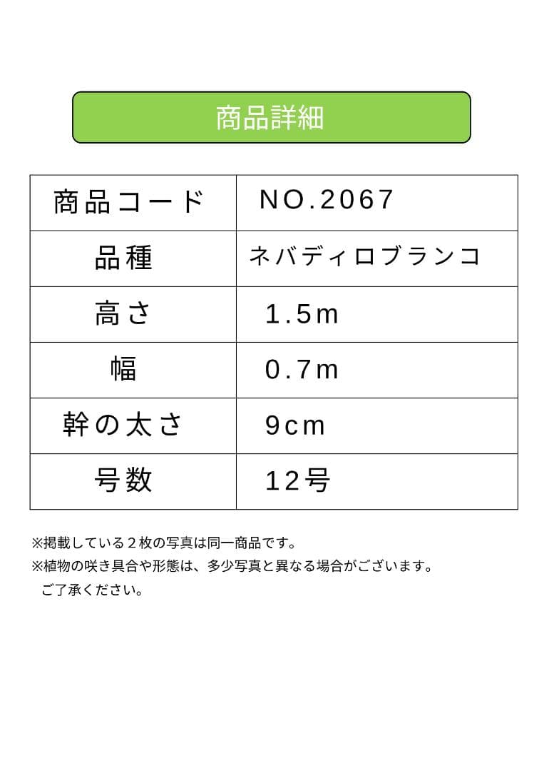 オリーブの木　ネバディロブランコ　約150cm　NO.2067　大型　人気　現品