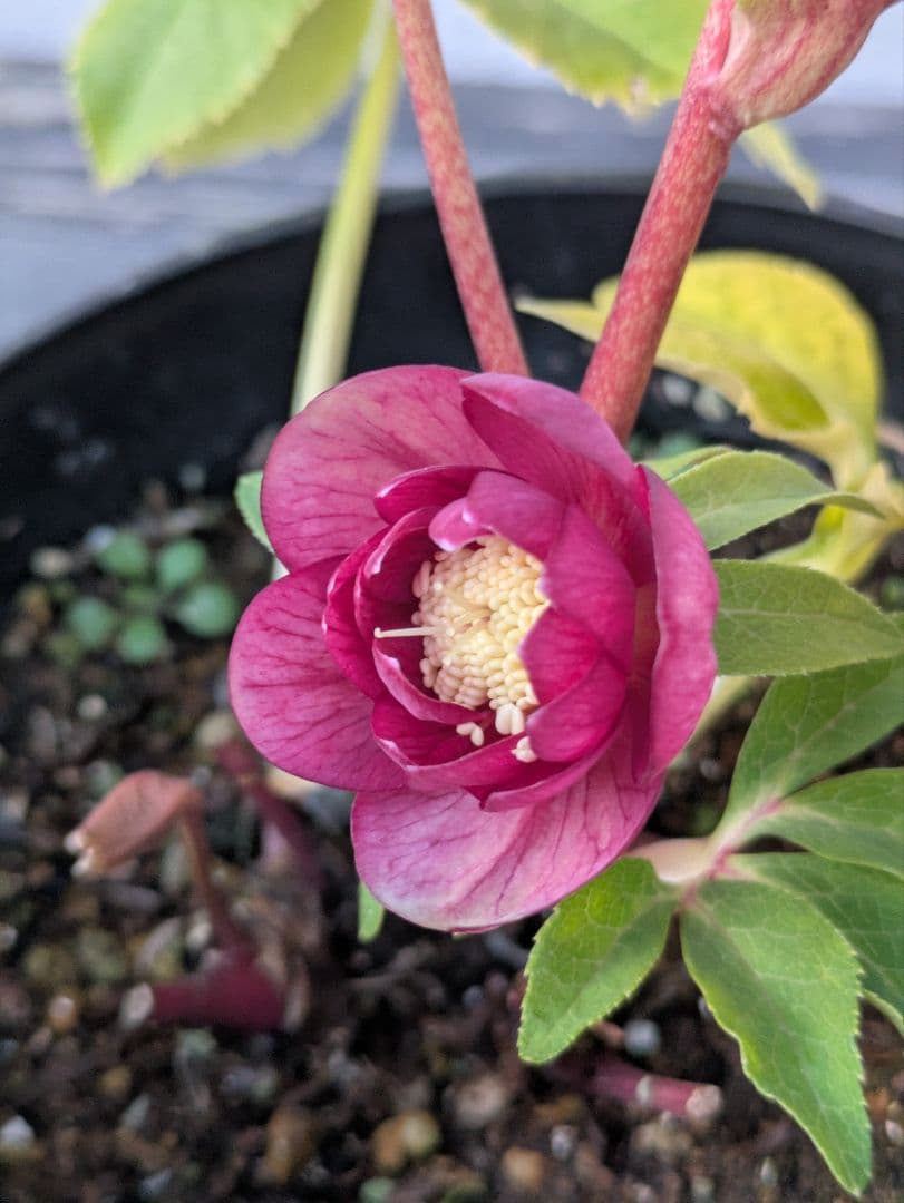 広瀬園芸 クリスマスローズ 小輪 レッドオーレアDD｜色抜けが美しい個体｜蕾あり