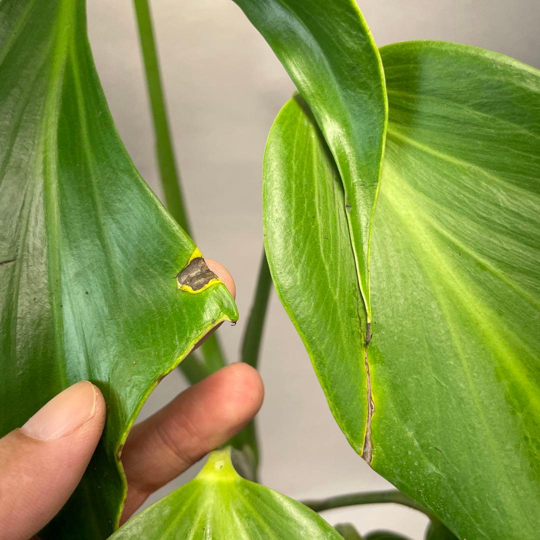 招*6様 a09モンステラ バールマルクスフレーム