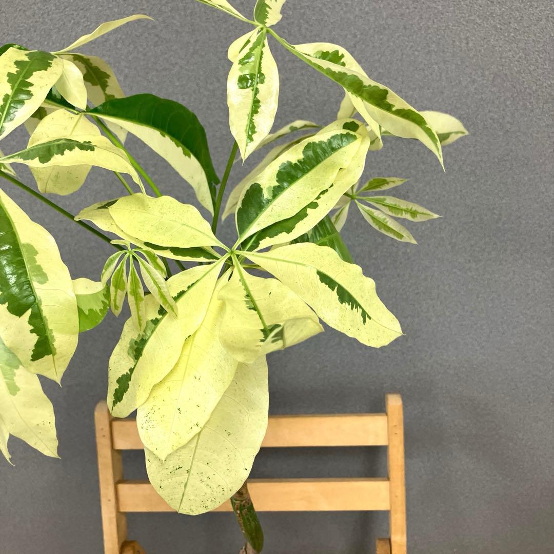 超絶希少❗️希少な白斑❗️幹曲がり❗️パキラ　ムーンライト　実生✨